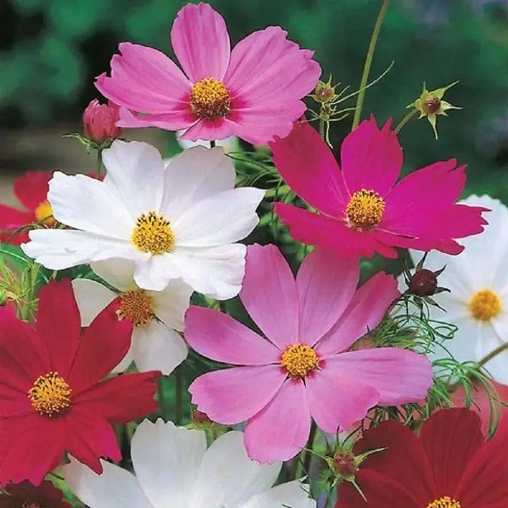 Cosmos Flower Seeds for Planting – Shade Tolerant, Heirloom, Non-GMO, High Germination Organic Garden Seeds