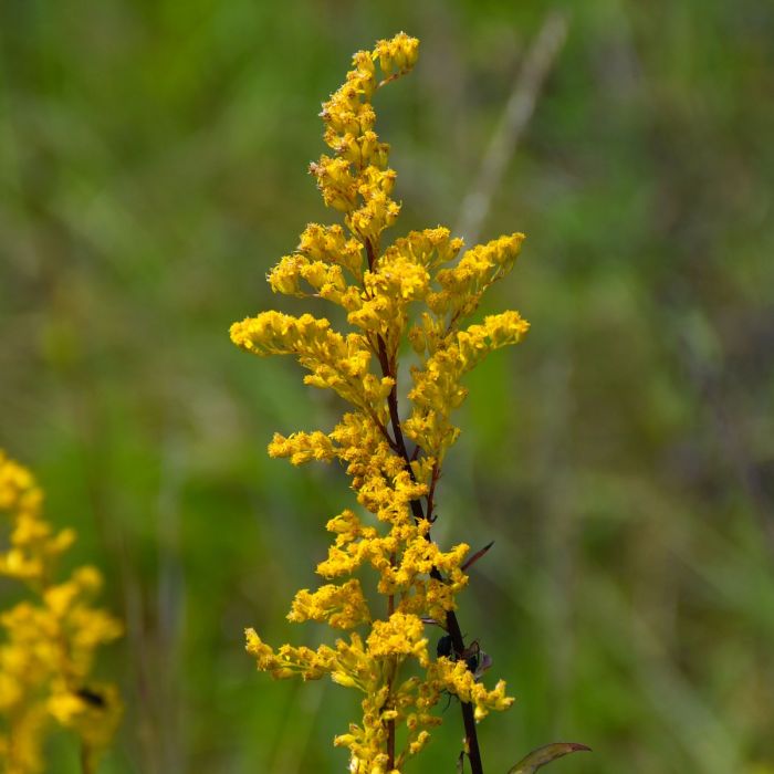 Goldenrod Flower Seeds for Planting – Wildflower Mix, Heirloom Non-GMO, High Germination Organic Garden Seeds