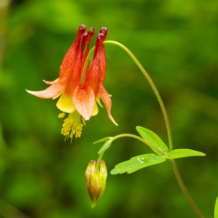 Red Green Aquilegia Flower Seeds for Planting – Heirloom, Non-GMO, Compact Growth, High Germination Organic Garden Seeds