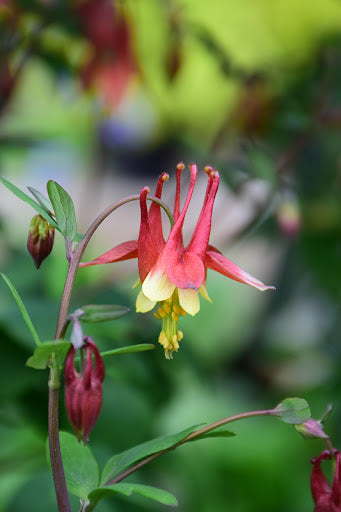 Red Green Aquilegia Flower Seeds for Planting – Heirloom, Non-GMO, Compact Growth, High Germination Organic Garden Seeds