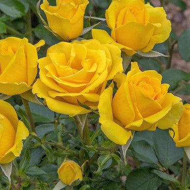 Yellow Mix Ruby Rose Flower Seeds for Planting – Non-GMO Heirloom Wildflower Garden Seeds