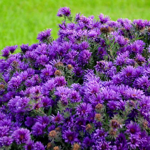 Dark Purple Aster Flower Seeds for Planting – Heirloom, Non-GMO, High Germination Organic Garden Seeds
