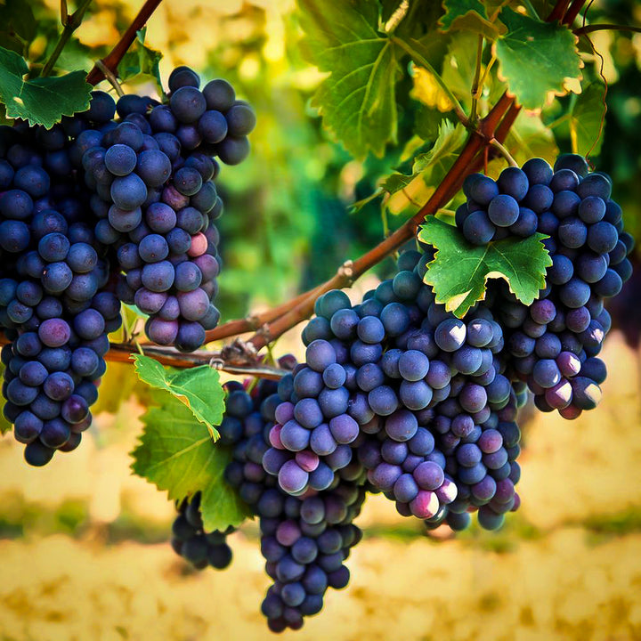 Uva Trepadoras seeds for planting - Heirloom & Non-GMO grape fruit vine garden seeds