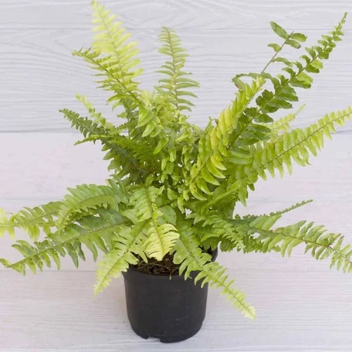 Light Green Fern for Planting Seeds – Heirloom, Non-GMO, High Germination Organic Garden Seeds
