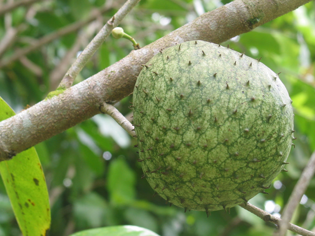Giant Soursop Fruit Seeds – Heirloom, Non-GMO Seeds for High-Yield Tropical Tree Planting