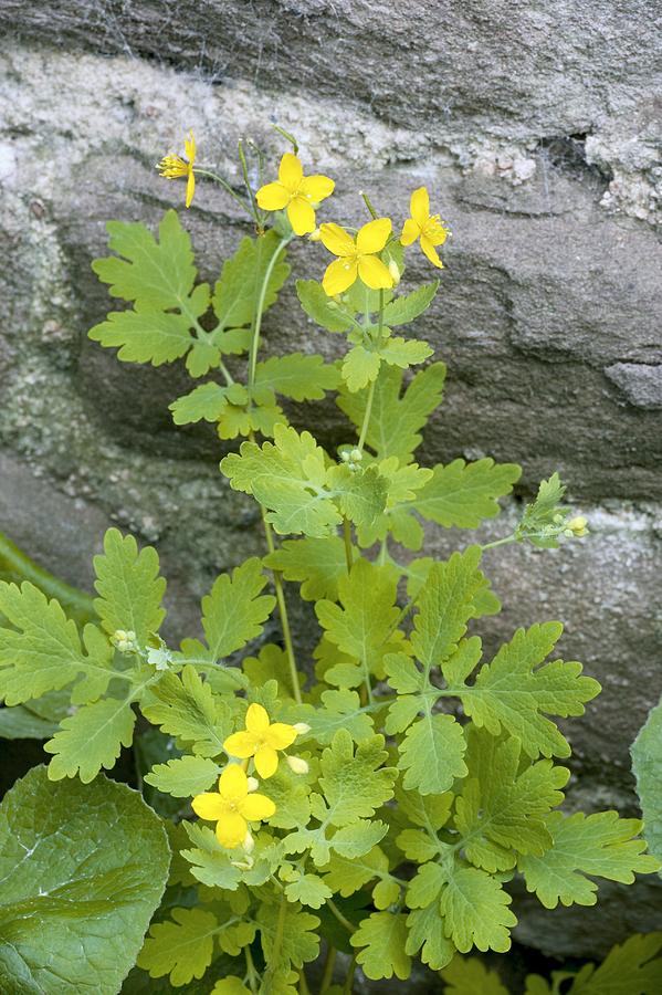 Chelidonium Flower Seeds for Planting Heirloom Non-GMO High Germination Organic Garden Seeds