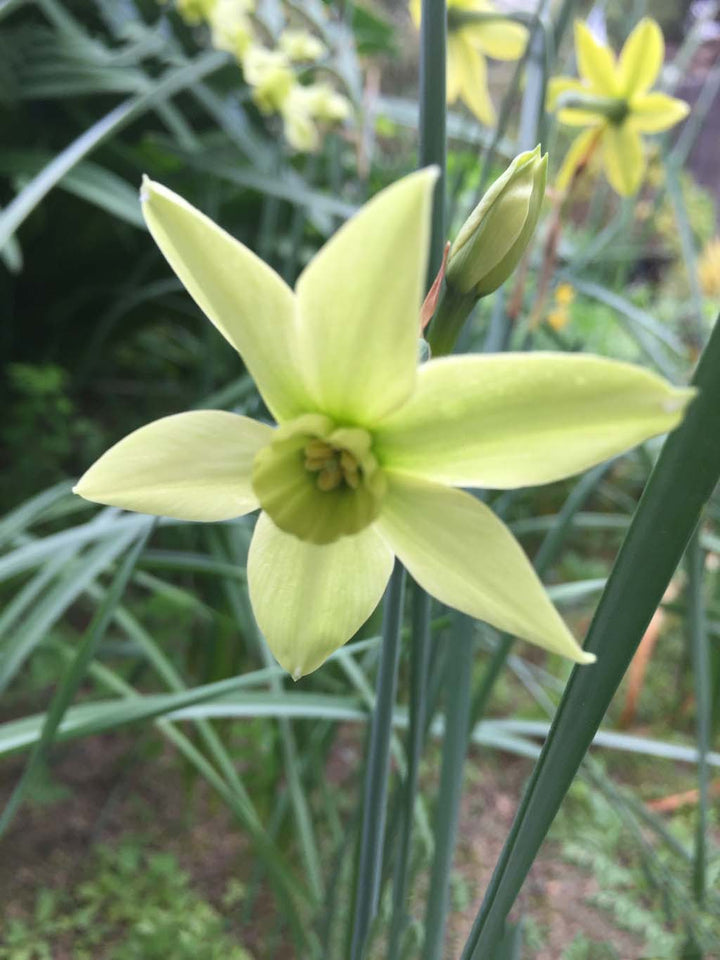 Lime Green Double Petals Narcissus Flower Seeds – Heirloom, Non-GMO, High Germination Seeds for Planting