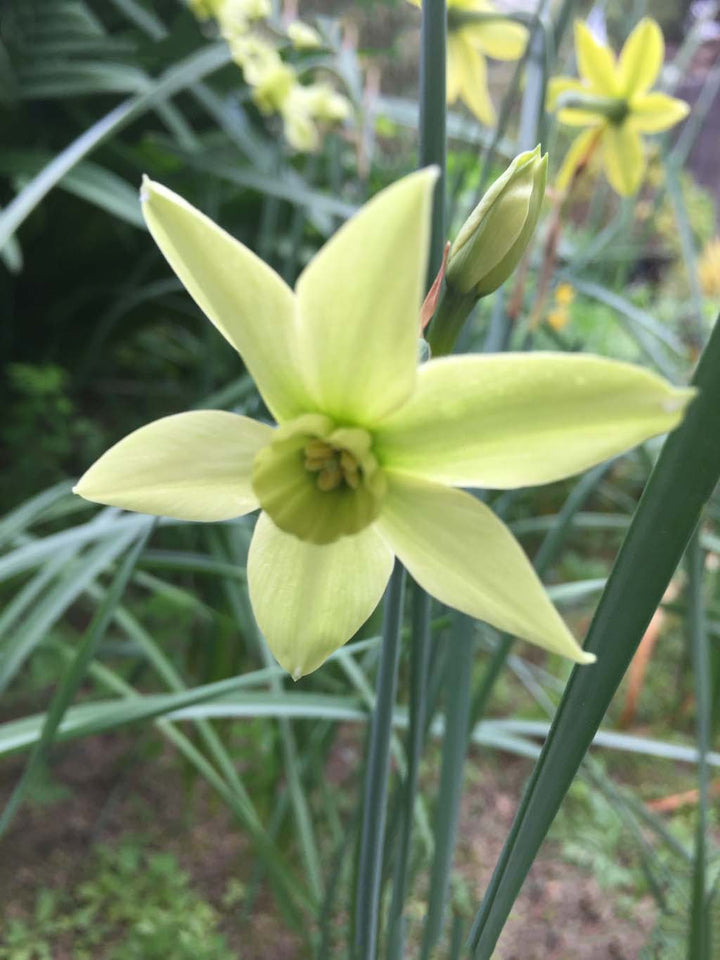 Light Green Narcissus Flower Seeds for Planting – Heirloom, Non-GMO, High Germination Organic Garden Seeds