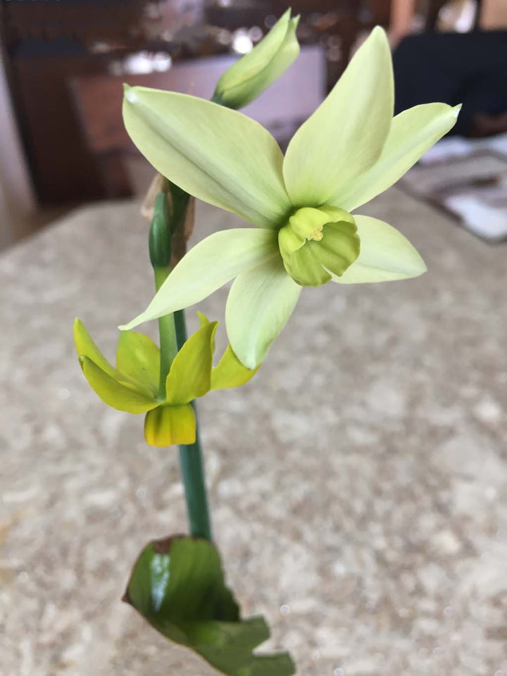 Lime Green Double Petals Narcissus Flower Seeds – Heirloom, Non-GMO, High Germination Seeds for Planting