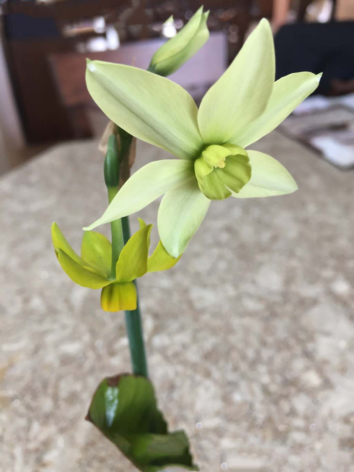 Light Green Narcissus Flower Seeds for Planting – Heirloom, Non-GMO, High Germination Organic Garden Seeds