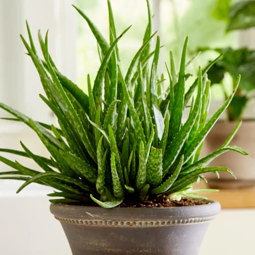 Dark Green and White Aloe Vera Herb Seeds – Heirloom, Non-GMO Edible Aloe for Indoor & Outdoor Planting