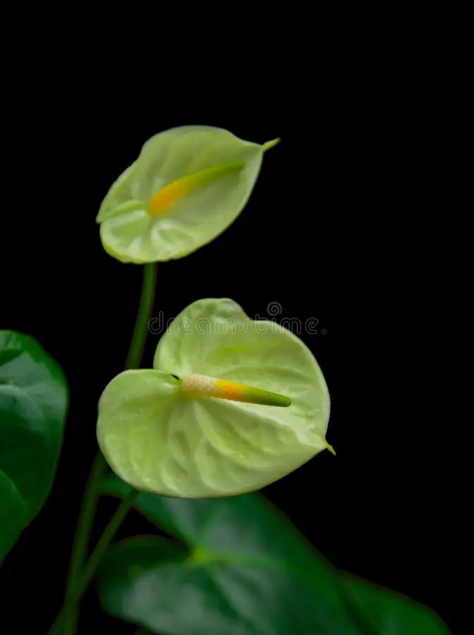 Green Anthurium Flower Seeds for Planting – Heirloom, Non-GMO, High Germination Organic Garden Seeds