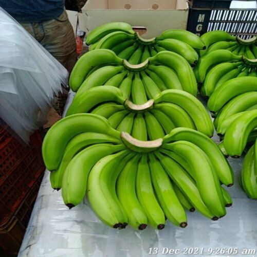 Green Cavendish Banana Fruit seeds – Heirloom, Non-GMO seeds for Planting in Tropical Home Gardens