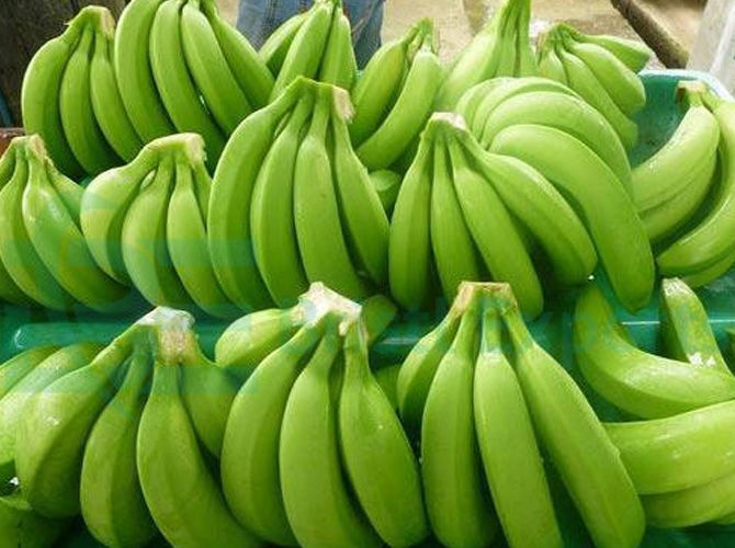 Green Cavendish Banana Fruit seeds – Heirloom, Non-GMO seeds for Planting in Tropical Home Gardens