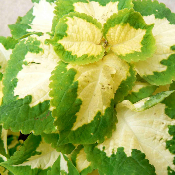 Green White Coleus Flower Seeds for Planting – Heirloom Non-GMO, High Germination Organic Garden Seeds