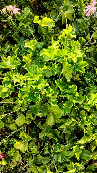 Green Climbing Geranium Flower Seeds for Planting, Heirloom Non-GMO Organic Garden Seeds