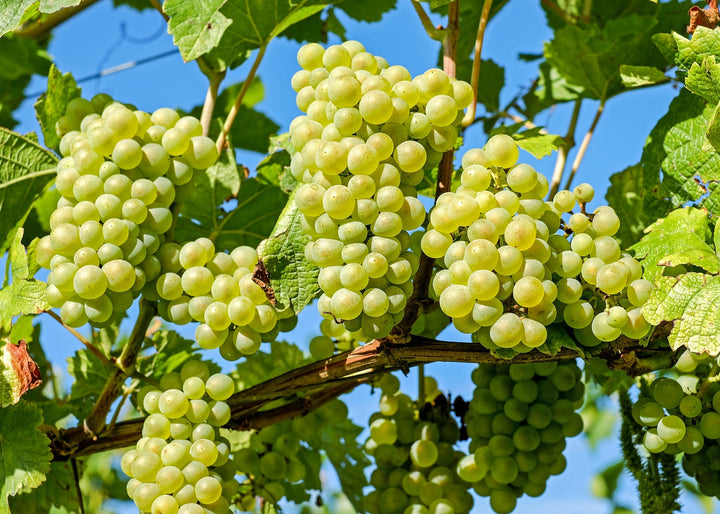 Yellow Grape Fruit Seeds for Planting – Heirloom, Non-GMO Delicious Vibrant Garden Grape Seeds