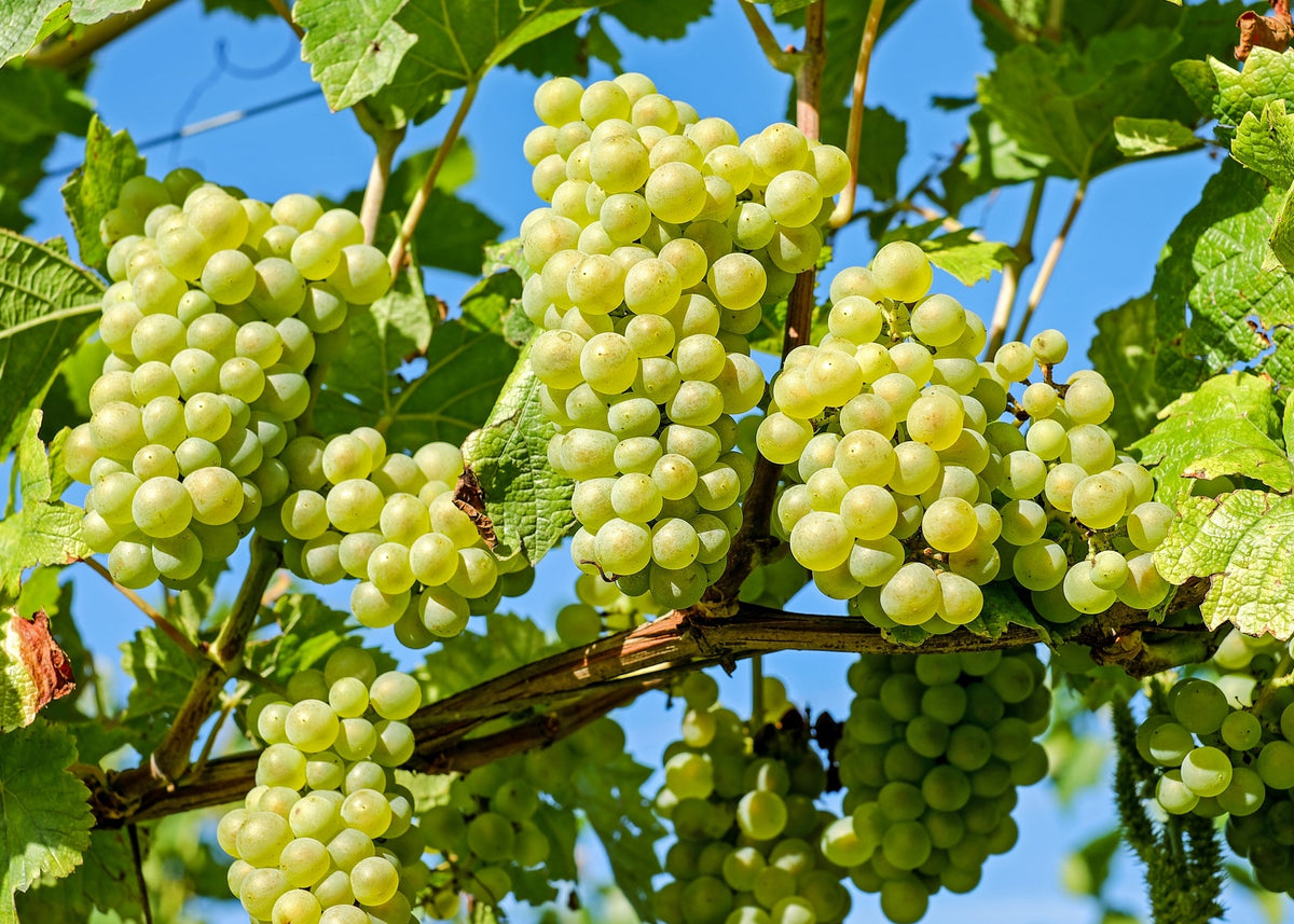 Yellow Grape Fruit Seeds for Planting – Heirloom, Non-GMO Delicious Vibrant Garden Grape Seeds