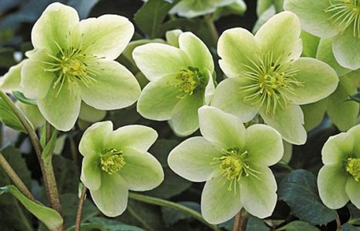 Hellebore Light Green Flower Seeds for Planting | Heirloom Non-GMO High Germination Organic Garden Seeds