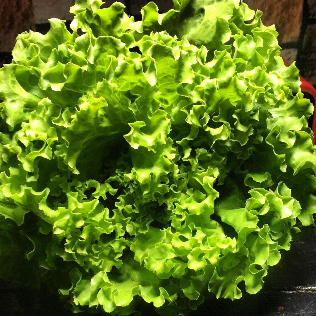Green Ice Lettuce Seeds for Planting – Heirloom, Non-GMO, Crisp Leafy Vegetable – High Germination
