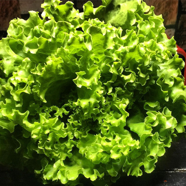 Green Ice Lettuce Seeds for Planting – Heirloom, Non-GMO, Crisp Leafy Vegetable – High Germination