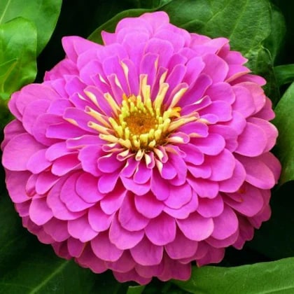 Yellow Pink Zinnia Flower Seeds for Planting – Easy to Grow, Heirloom, Non-GMO Garden Seeds