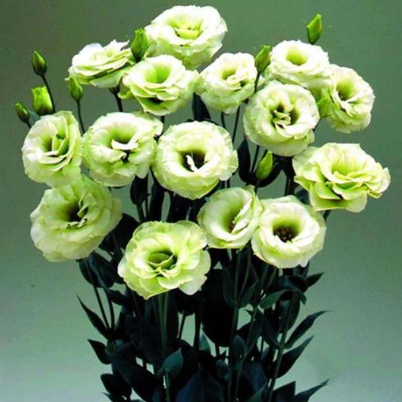 Green White Eustoma (Lisianthus) Flower Seeds for Planting – Heirloom, Non-GMO, High Germination
