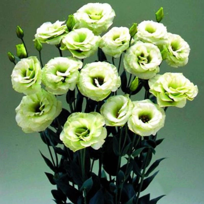 Green Eustoma Lisianthus Flower Seeds for Planting – Heirloom Non-GMO Organic Garden Seeds