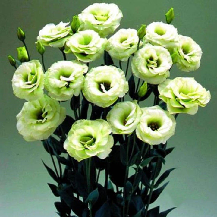 Green Eustoma Lisianthus Flower Seeds for Planting – Heirloom Non-GMO Organic Garden Seeds