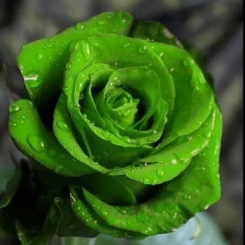 Green Rose Flower Seeds for Planting – Sun Loving, Heirloom, Non-GMO, High Germination Organic Garden Seeds