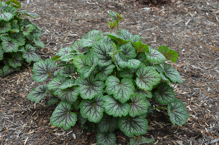 Dark Green Heuchera Flower Seeds for Planting – Colorful Display, Heirloom &amp; Non-GMO Organic Garden Seeds