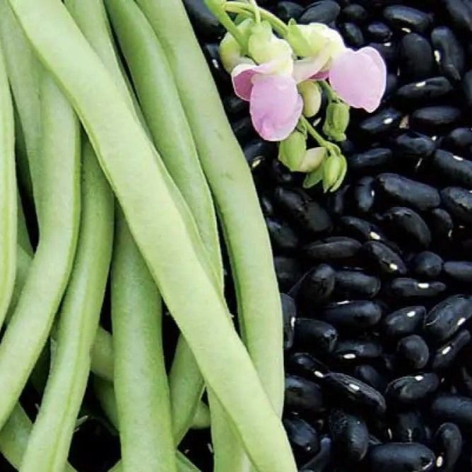 Green French Bean Slenderette Seeds – Heirloom Non-GMO Tender Bush Vegetable Seeds for Planting