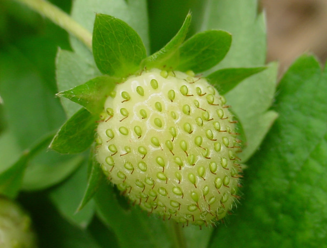 Green Strawberry Fruit Seeds for Planting – Heirloom, Non-GMO, High Germination Organic Garden Seeds for Vibrant Berries