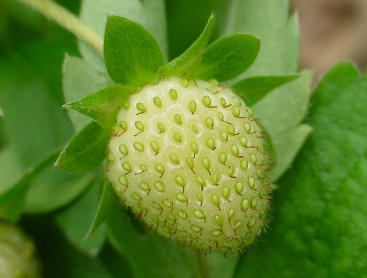 Green Strawberry Fruit Seeds for Planting – Heirloom, Non-GMO, High Germination Organic Garden Seeds for Vibrant Berries