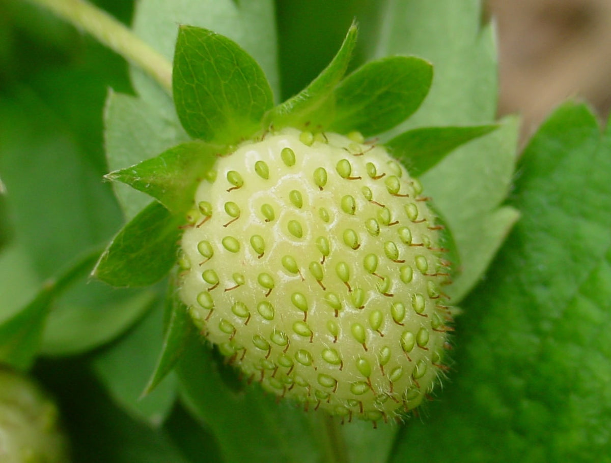 Light Green Strawberry Fruit Seeds for Planting – Heirloom Non-GMO Nutritious High Germination Organic Garden Seeds