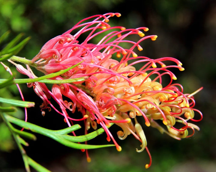 Grevillea Flower Seeds for Planting – Heirloom Non-GMO High Germination Garden Seeds