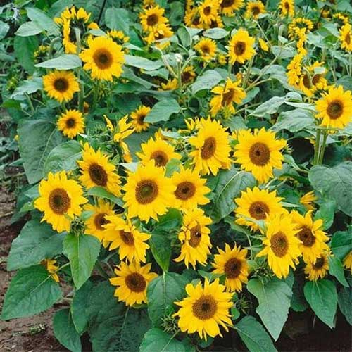 Yellow Mini Sunflower Seeds for Planting, Heirloom Non-GMO, High Germination Organic Garden Seeds