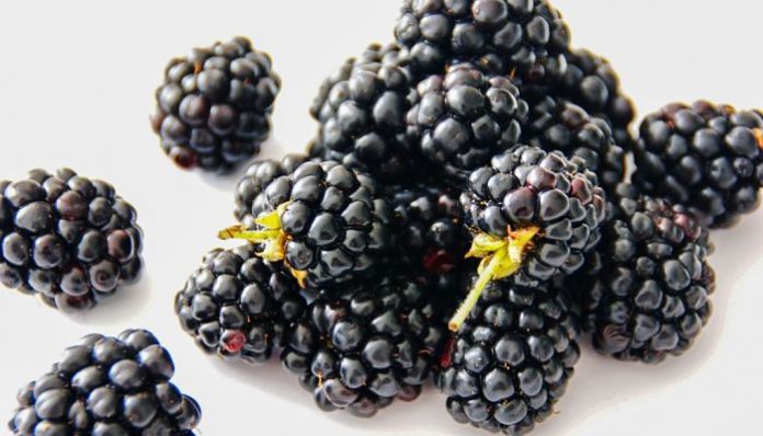 Grosella Negra Fruit Seeds for Planting – Heirloom Non-GMO Sweet Blackberry High Germination Organic Garden Seeds