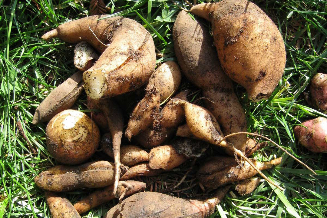 Ground Apple seeds for planting - Heirloom & Non-GMO herbal flower garden seeds