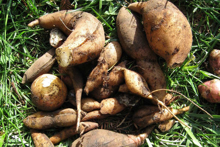 Ground Apple seeds for planting - Heirloom & Non-GMO herbal flower garden seeds