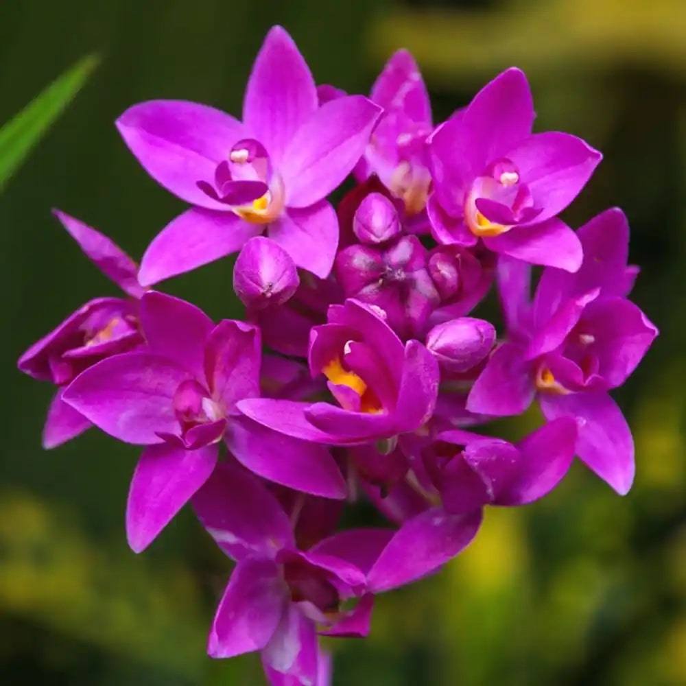 Purple Orchid Flower Seeds for Planting | Heirloom Non-GMO High Germination Organic Garden Seeds