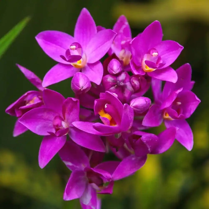 Purple Orchid Flower Seeds for Planting | Heirloom Non-GMO High Germination Organic Garden Seeds