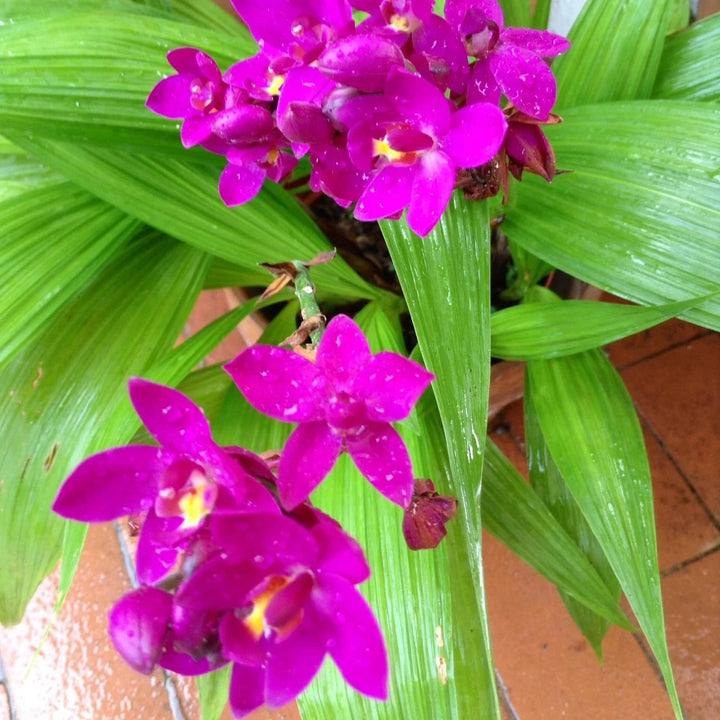 Purple Orchid Flower Seeds for Planting | Heirloom Non-GMO High Germination Organic Garden Seeds