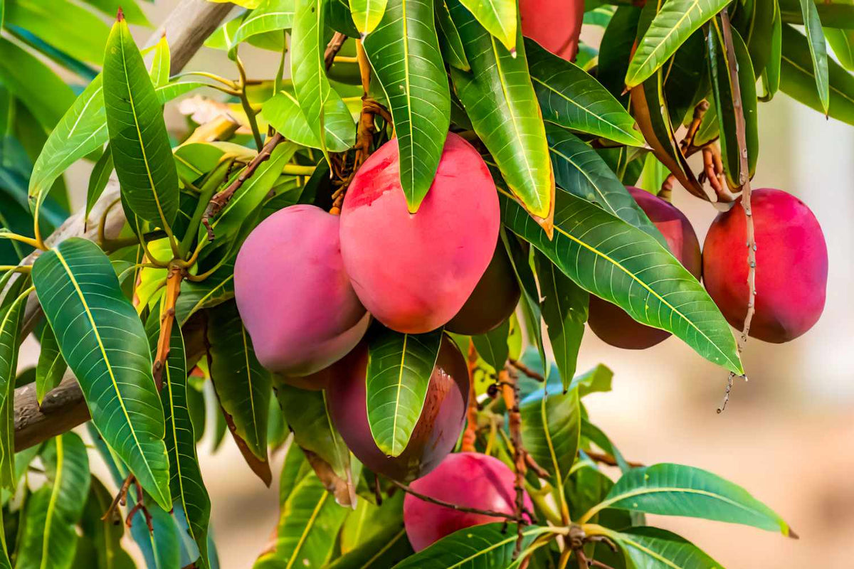 Pink Mango Fruit Seeds for Planting – Heirloom, Non-GMO Juicy Tropical Garden Fruit Seeds for Home Growing