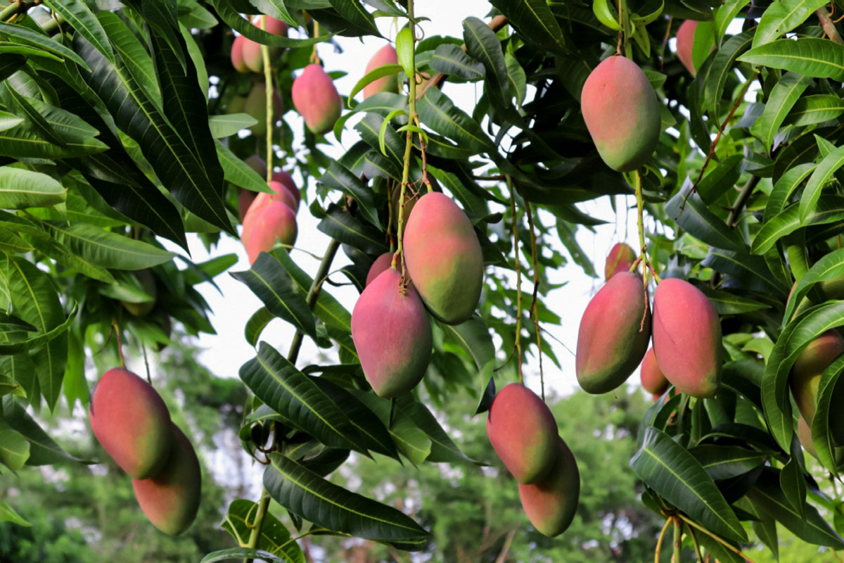 Pink Mango Fruit Seeds for Planting – Heirloom, Non-GMO Juicy Tropical Garden Fruit Seeds for Home Growing