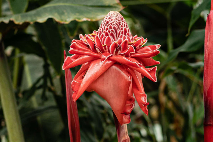 Etlingera Elatior Flower Seeds for Planting – Heirloom Non-GMO, High Germination Organic Garden Seeds