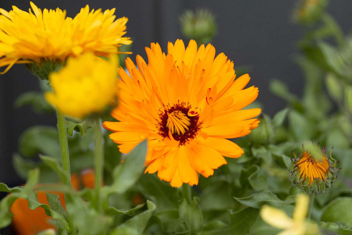Calendula Marigold Flower Seeds for Planting – Heirloom Non-GMO Seeds, High Germination Organic Garden Seeds
