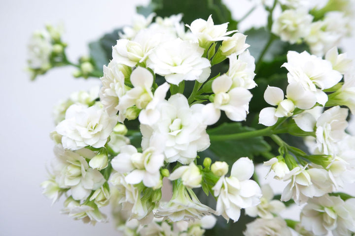 White Succulent Flower Seeds for Planting – Heirloom, Non-GMO, Pollinator Friendly, High Germination