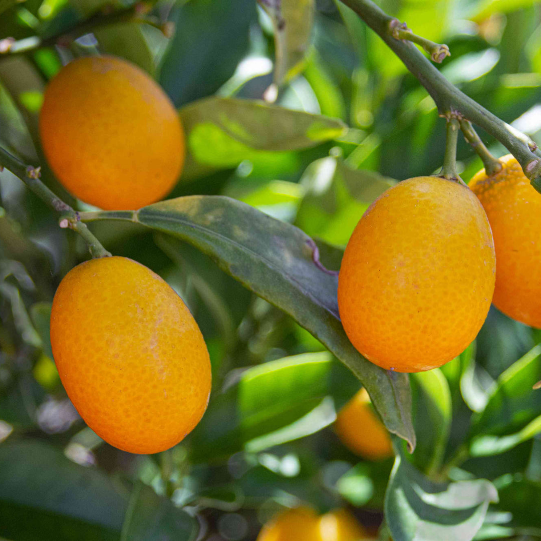 Kumquat Orange fruit seeds for planting - Heirloom & Non-GMO garden seeds, rare yellow variety