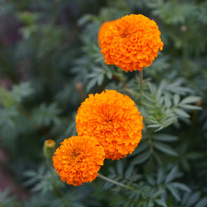 Flower Seeds, Seeds,Seeds For Planting,Plant Seeds